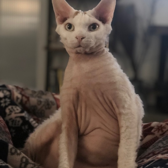 Meet your Posher, Alexandra - Picture 10 of 10